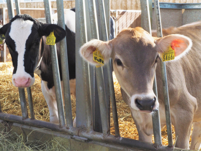 おいしさのヒミツは岩本牧場の牛乳