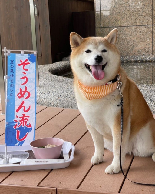 【ペットと泊まれる関西・西日本の温泉宿15選】 DOG UP VILLA(兵庫県・有馬温泉)