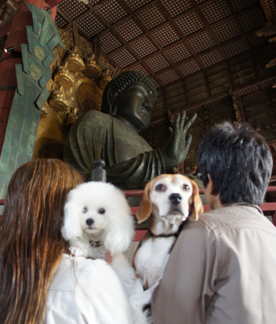 【ペット連れで行く奈良】東大寺