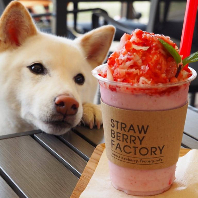 【滋賀 ペットOKのカフェ&レストラン】ストロベリーファクトリー(滋賀・草津市)