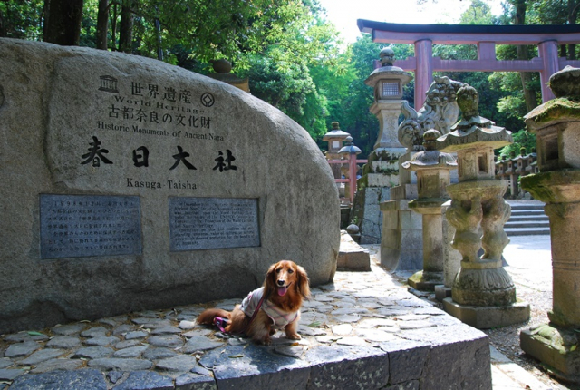 【ペット連れで行く奈良】奈良の神社仏閣ってワンコはOK??