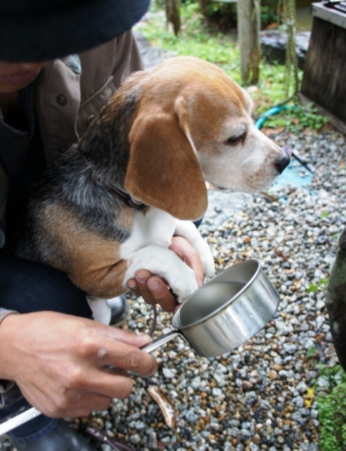 【ペット連れで行く奈良】吉水神社(番外編)