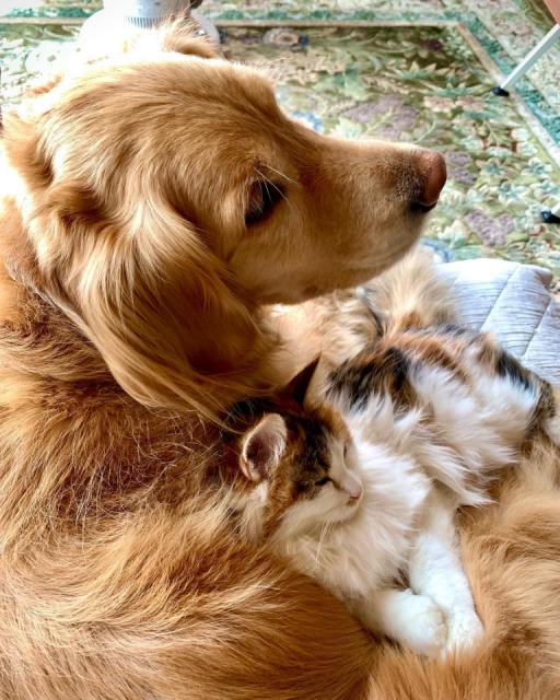 【滋賀 ペットOKのカフェ&レストラン】Roz&Mary Cafe(滋賀・大津市)