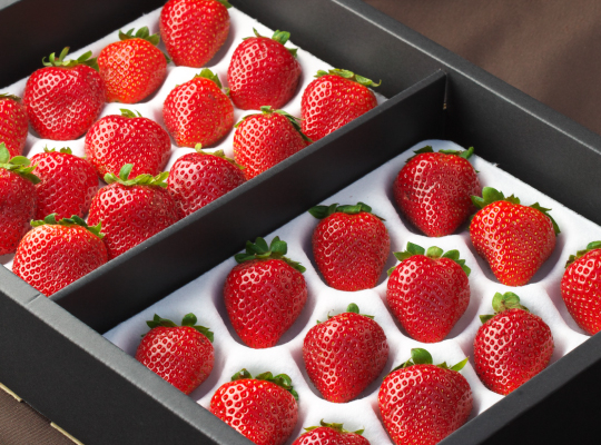 【滋賀 ペットOKのカフェ&レストラン】ストロベリーファクトリー(滋賀・草津市)