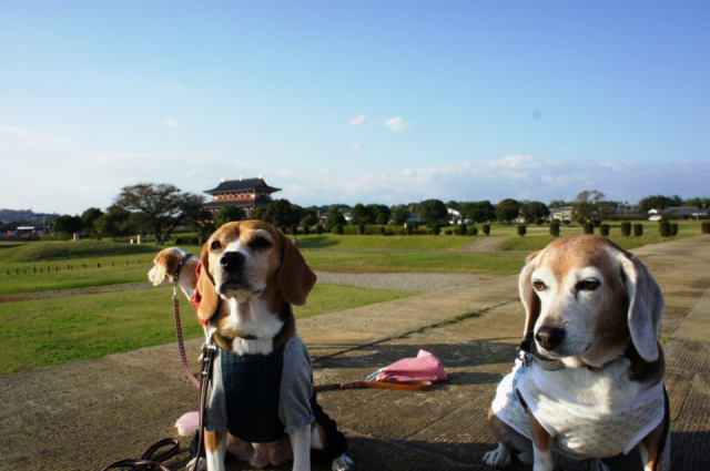 【ペット連れで行く奈良】平城宮跡歴史公園