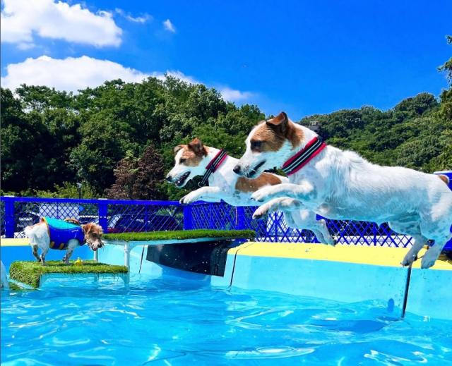 【大阪 ペットOKのカフェ&レストラン】SK Dog Run Hill(大阪・柏原市)