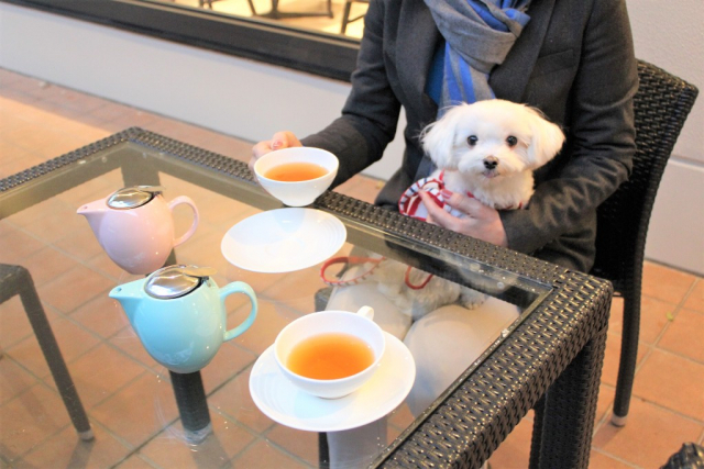 【ペット連れで行く奈良】&NARA