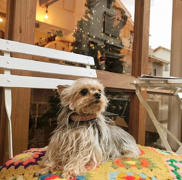 【ペット連れで行く奈良】SUNNY and More