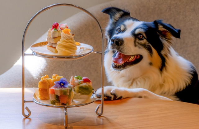 【兵庫 ペットOKのカフェ&レストラン】六甲山サイレンスリゾート(兵庫・神戸市灘区)