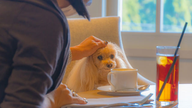 【兵庫 ペットOKのカフェ&レストラン】六甲山サイレンスリゾート(兵庫・神戸市灘区)
