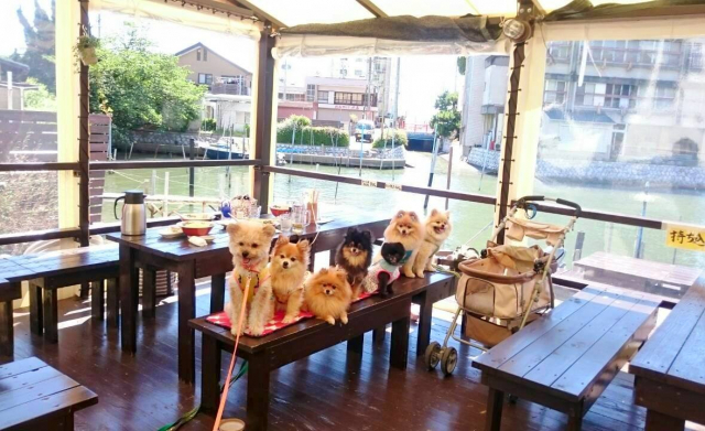 【愛犬と浜名湖へ!】らーめんカフェ ワコー