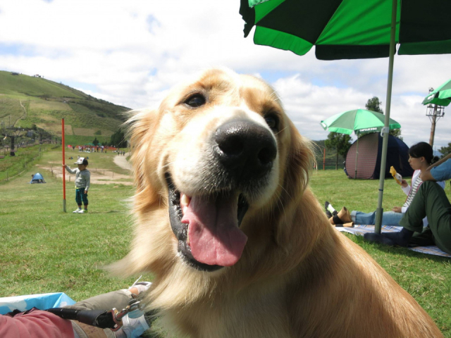 【愛犬と琵琶湖へ行こう!】びわ湖バレイ(大津・湖南エリア)