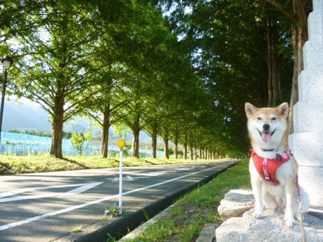 【愛犬と琵琶湖へ行こう!】メタセコイア並木道(湖西エリア)