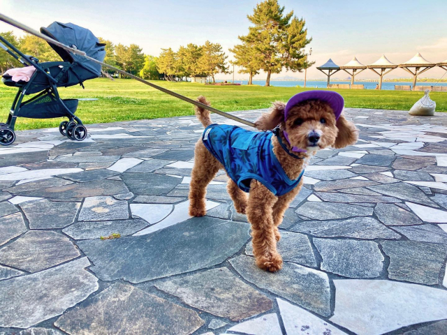 【愛犬と琵琶湖へ行こう!】大津湖岸なぎさ公園(大津・湖南エリア)