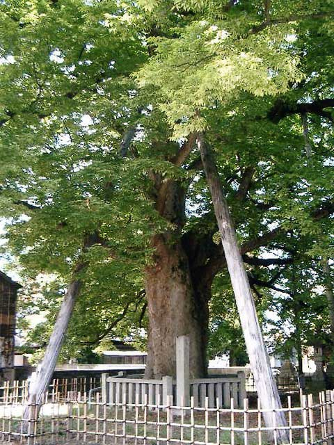 【金沢の神社⑦】神明宮(野町・寺町)