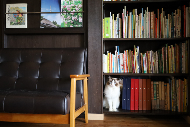 島へ、街へ、温泉へ、猫に会いに行く旅「ねこさんぽ」