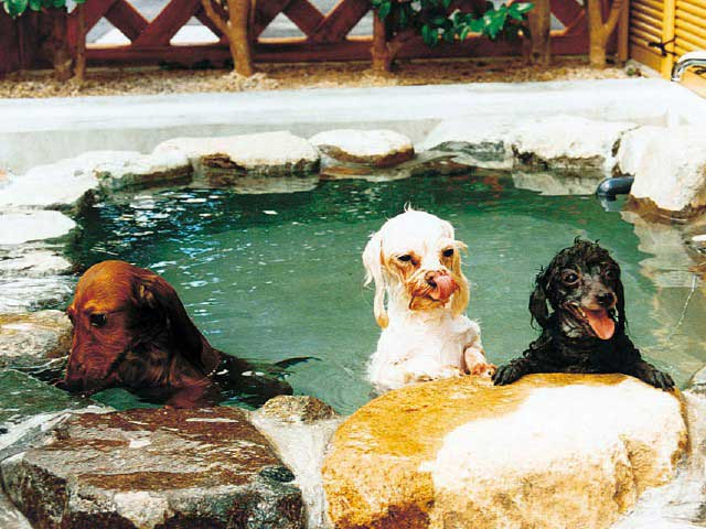 【岡山・日帰り温泉/湯原・蒜山周辺】下湯原温泉 ひまわり館(湯原温泉)