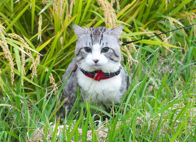 まずは、編集長の「旅猫ニャン吉」をご紹介!