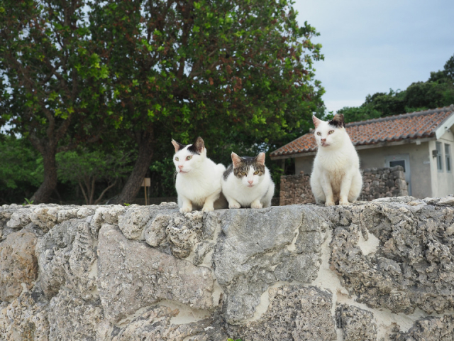 南国・沖縄の離島で、「ねこ」にまみれてきました