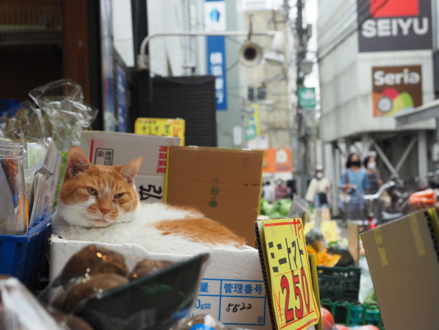 島へ、街へ、温泉へ、猫に会いに行く旅「ねこさんぽ」