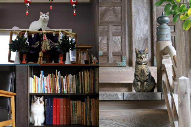 一軒家カフェから神社、雑貨店、銭湯まで。滋賀で話題の看板ねこに会えるHAPPYスポット5選