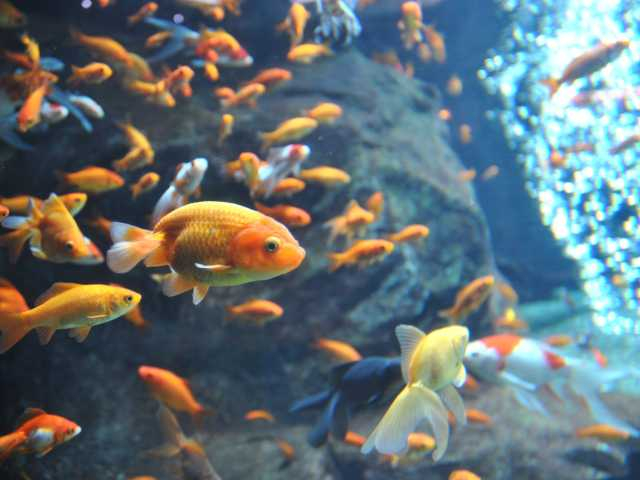 東京都内の博物館おすすめ25.足立区生物園(足立区)