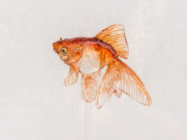 【東京の和菓子のお土産21】浅草 飴細工 アメシン 東京スカイツリータウン・ソラマチ店(東京スカイツリー・向島)