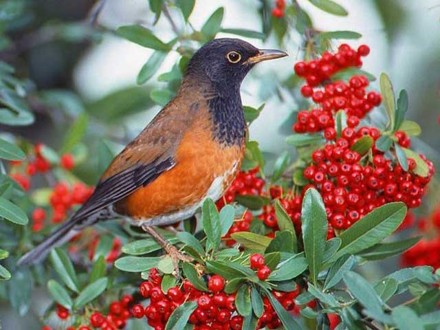 【東京都の離島おすすめ4】三宅島