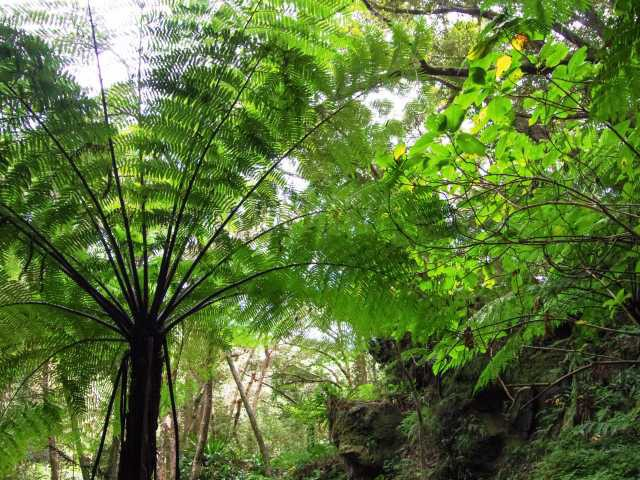 【東京都の離島おすすめ3】八丈島