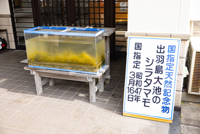 出羽島ガイドウォークを体験してみよう④天然記念物のシラタマモ自生地を見学