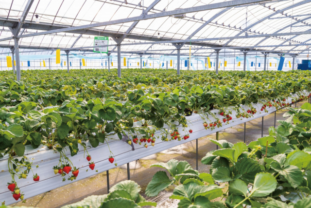 宮崎旅行1泊2日モデルプラン⑨ ママン マルシェ TAKANABE