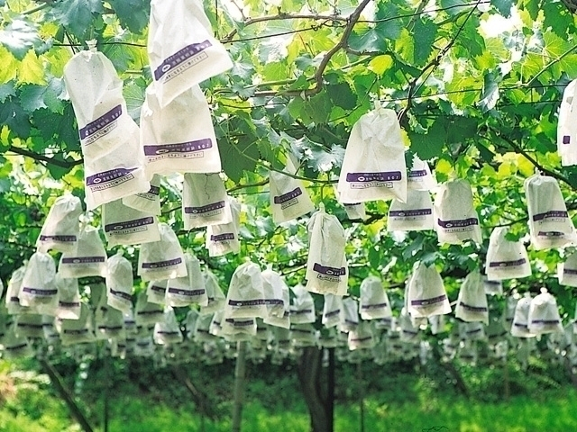 【茨城県・秋の味覚狩り】リンゴやナシ・メロンなど 収穫時期や品種の情報が満載!茨城のおすすめ味覚狩り7軒