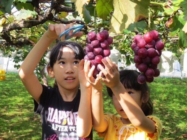 【栃木県・秋の味覚狩り】リンゴやナシ・ブルーベリーなど 収穫時期や品種の情報が満載!栃木のおすすめ味覚狩り5軒