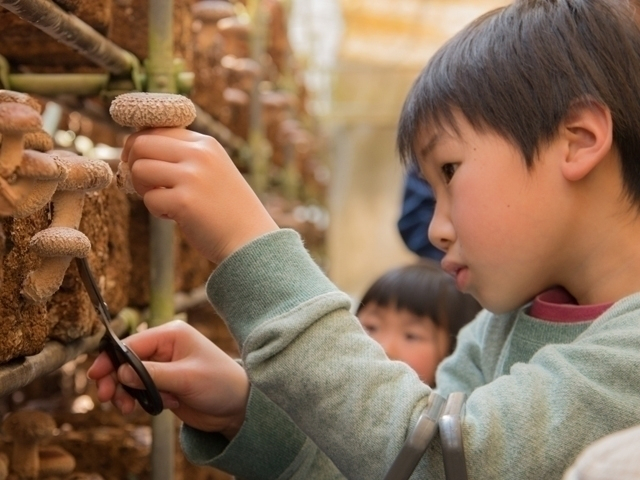 【千葉県・秋の味覚狩り】ブドウやナシ・サツマイモなど 収穫時期や品種の情報が満載!千葉のおすすめ味覚狩り9軒