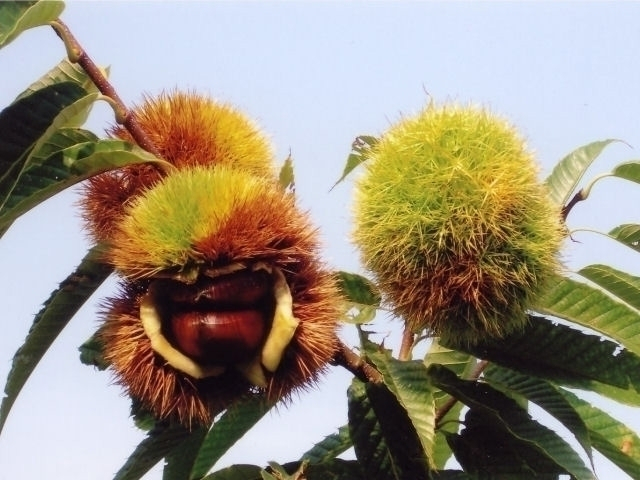 【神奈川県・秋の味覚狩り】ミカンにブドウやナシ・サツマイモなど 収穫時期や品種の情報が満載!神奈川のおすすめ味覚狩り9軒