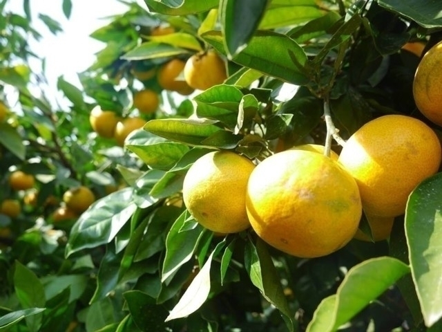 【大阪府・秋の味覚狩り】ミカンにブドウやクリ・サツマイモなど 収穫時期や品種の情報が満載!大阪のおすすめ味覚狩り10軒