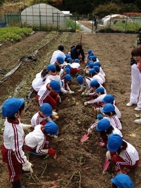 【兵庫県・秋の味覚狩り】クリやサツマイモ・ミカンなど 収穫時期や品種の情報が満載!兵庫のおすすめ味覚狩り6軒