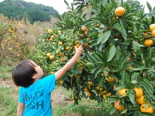【奈良県・秋の味覚狩り】クリやサツマイモ・ミカンなど 収穫時期や品種の情報が満載!奈良のおすすめ味覚狩り5軒