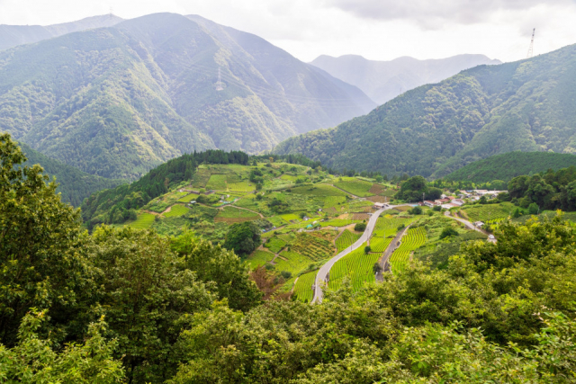 揖斐川町の絶景スポット3選① 天空の茶畑