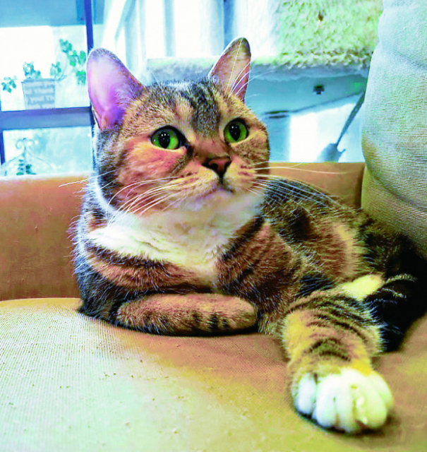 【猫に会える温泉宿11】ゆふいん 笑ねこの宿(大分・由布院温泉)