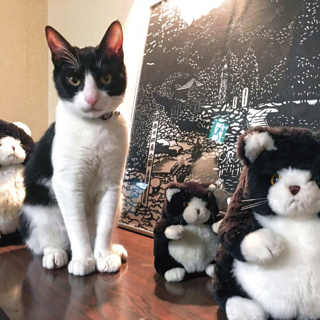 【猫に会える温泉宿5】中村屋旅館(群馬・草津温泉)