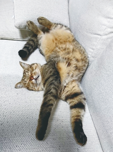 【猫に会える温泉宿8】白山苑(石川・白峰温泉)