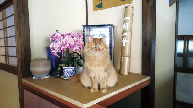 【猫に会える温泉宿6】温泉旅館みたけ(神奈川・箱根仙石原温泉)