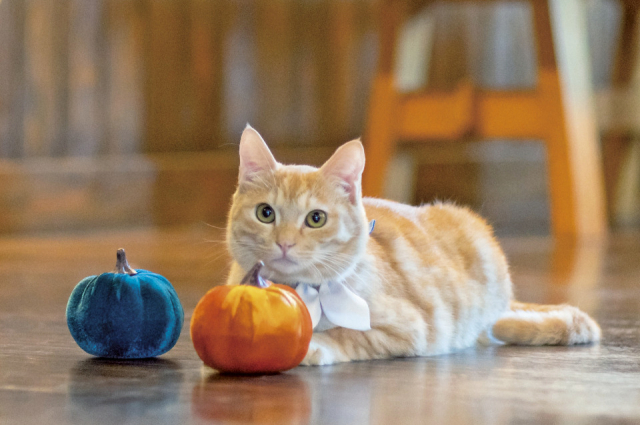 【猫に会える温泉宿10】かんなわ ゆの香(大分・別府鉄輪温泉)