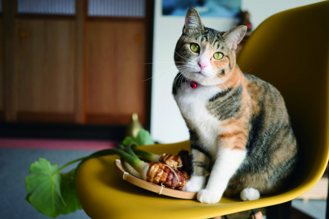 【猫に会える温泉宿3】民宿 たきた館(福島・久の浜鉱泉)