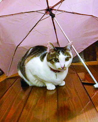 【猫に会える温泉宿4】民宿相模屋(茨城・平潟港温泉)