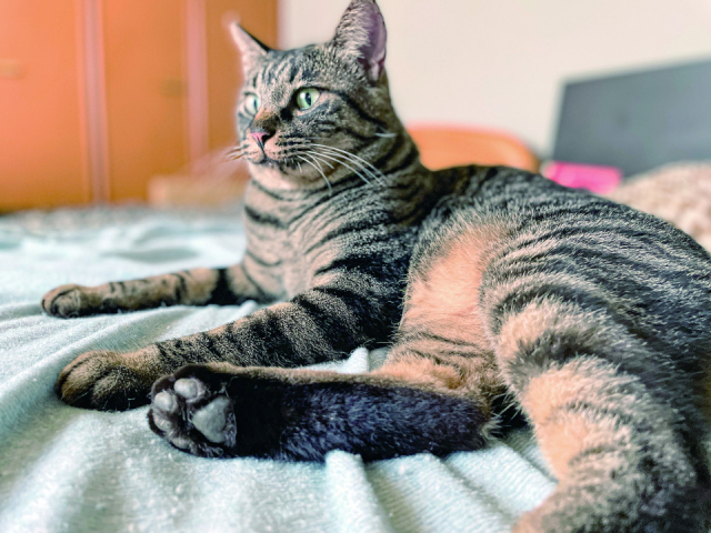 【猫に会える温泉宿2】山の宿 野中温泉(北海道・雌阿寒温泉)