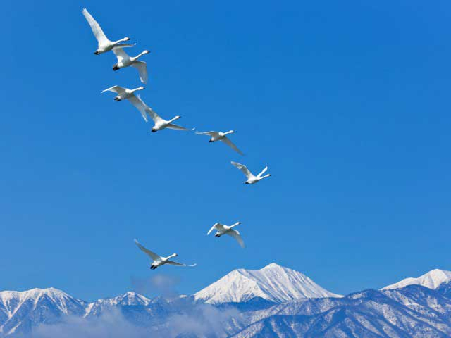 【長野】冬のおすすめ観光スポット28選 冬の長野を遊びつくそう!12月・1月・2月