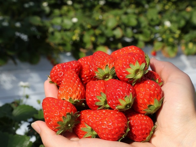 【埼玉県・いちご狩り】たくさんの品種があるいちご!自分好みのいちごはどれかしら?埼玉でおすすめのいちご狩りスポット10選