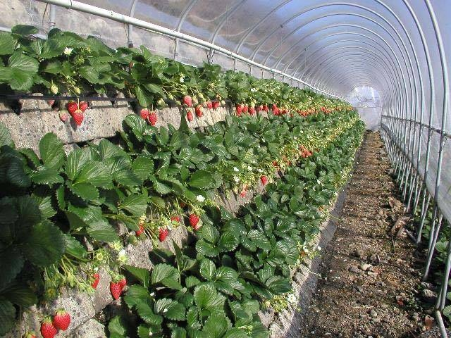 【静岡県・いちご狩り】たくさんの品種があるいちご!自分好みのいちごはどれかしら?静岡でおすすめのいちご狩りスポット9選